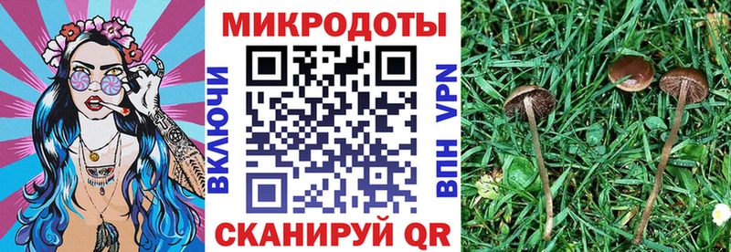 Галлюциногенные грибы Psilocybe Георгиевск